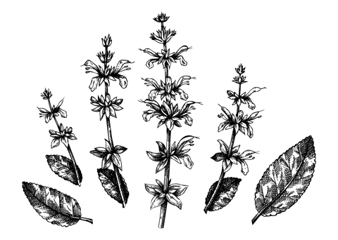 Hand sketched Salvia botanical illustration. Vector leaves and flowers set. Common Sage - hand-drawn medical herbs elements. Engraved style herbal plant. Culinary sage on white background.